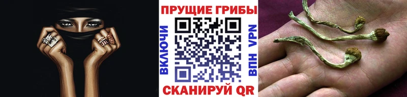 Купить где  Оханск  Псилоцибиновые грибы Cubensis 